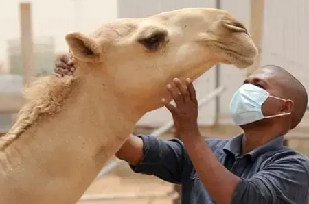 Fièvre de la vallée du Rift : 12 foyers confirmés en Mauritanie, selon le ministère du Développement animal
