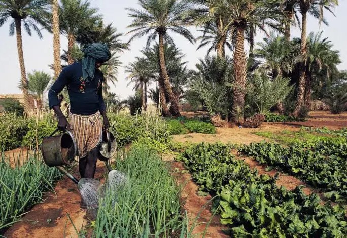 TAAZOUR a distribué 650 millions MRO à des coopératives agricoles au Hodh Chargui