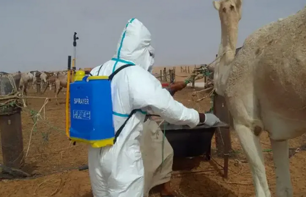 Un cas mortel de fièvre de la vallée du Rift enregistré à Rosso : les autorités sanitaires en alerte