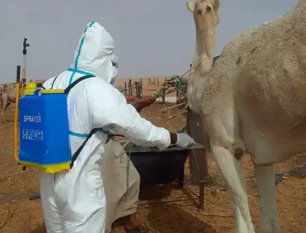 Mauritanie : 48 foyers confirmés de la fièvre de la vallée du Rift et 28 autres exempts de symptômes après les analyses 