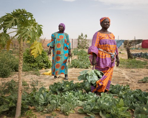 Mauritanie : faire pousser des légumes sur du sable #Jeudiphoto