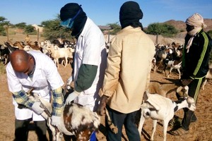 La Mauritanie compte un total de 29 millions têtes de bétail, comprenant bovins, camelins, ovins et caprins